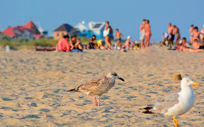 Кароліно-Бугаз, фото, морський курорт України, пляж у Кароліно-Бугазі, чайки